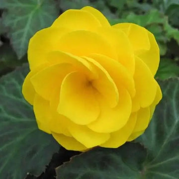Begonia Seeds – Yellow