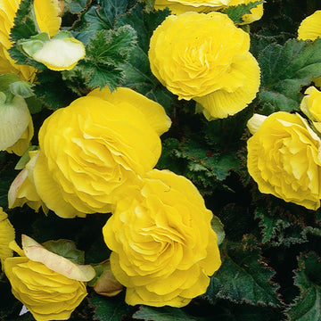 Begonia Seeds – Yellow