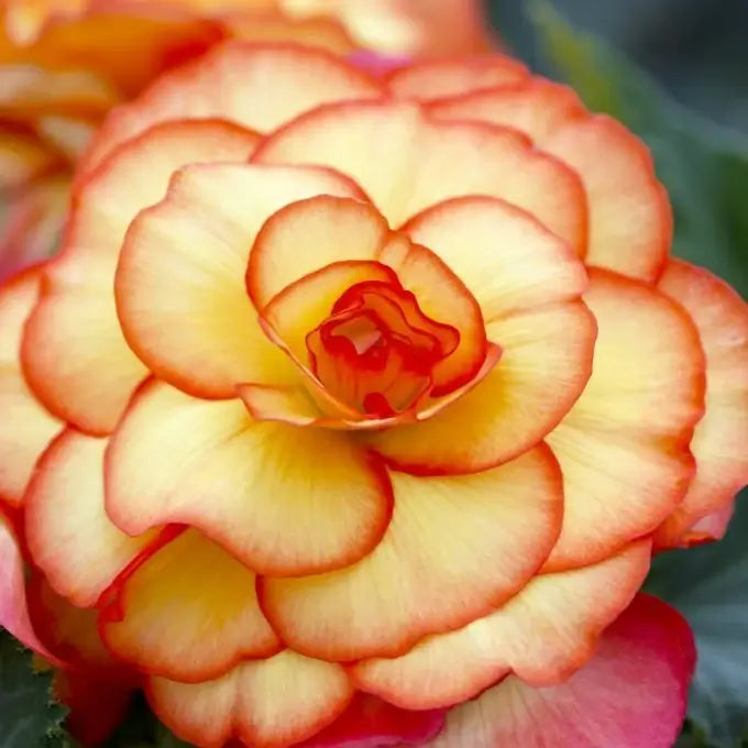 Begonia Seeds – Yellow & Red,