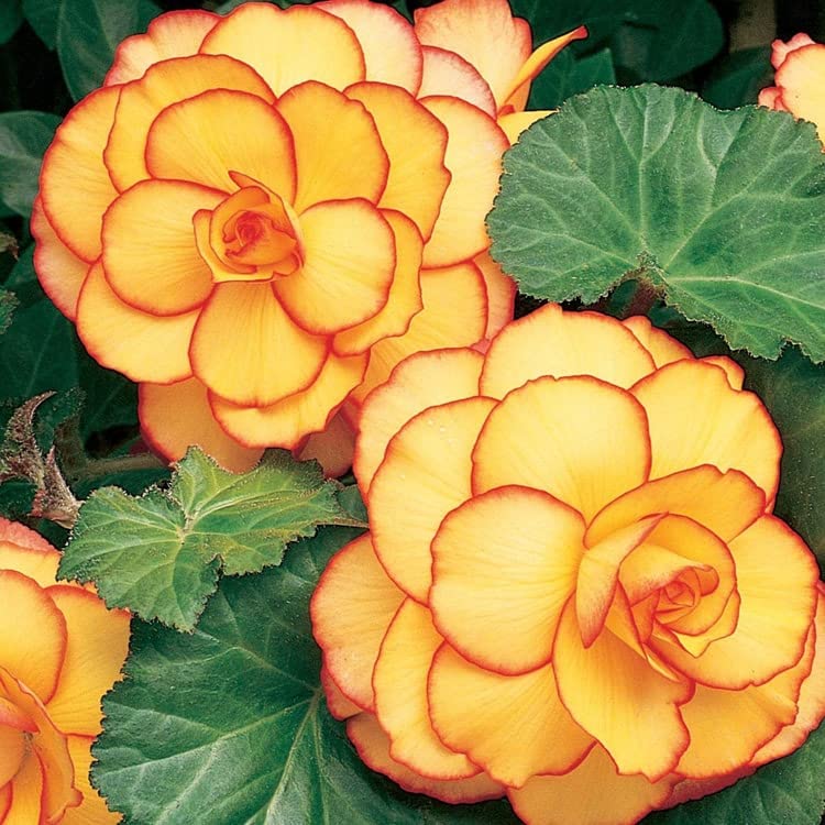 Begonia Seeds – Yellow & Red,