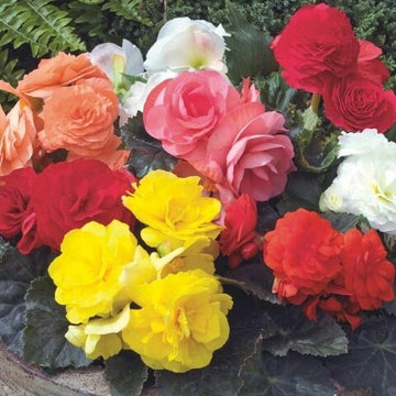 Begonia Seeds – Wildflower Mix Heirloom
