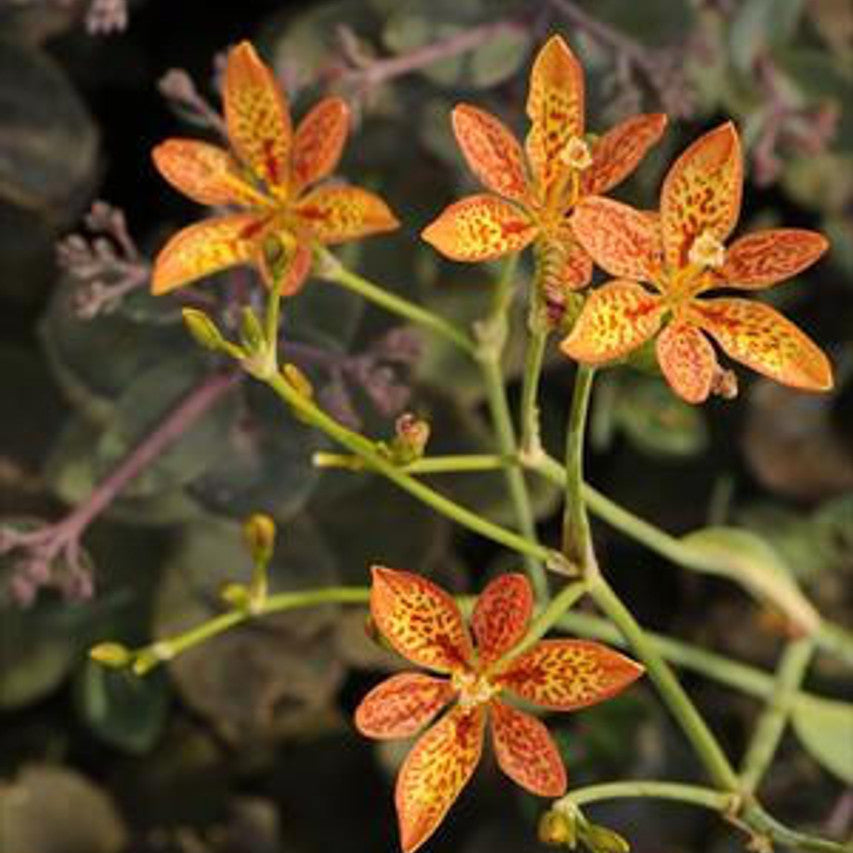 Belamcanda Seeds – Chinensis
