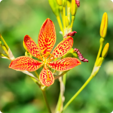 Belamcanda Seeds – Chinensis
