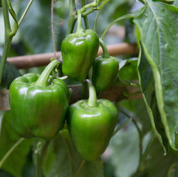 Bell Pepper Seeds
