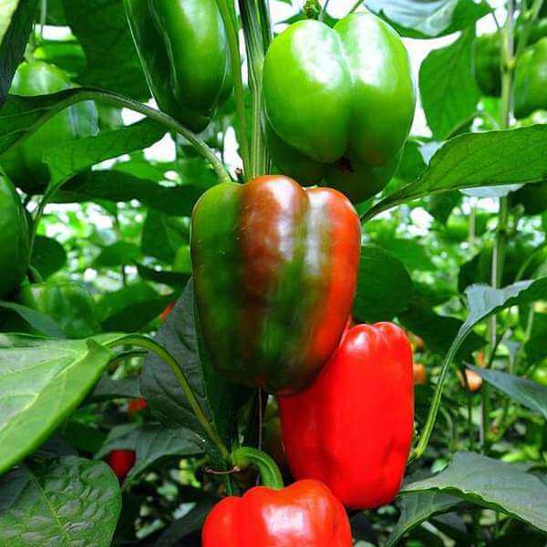 Bell Pepper Seeds - California 