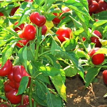 Bell Pepper Seeds - Red Cherry Sweet 