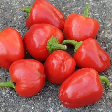 Bell Pepper Seeds -  Red Mini