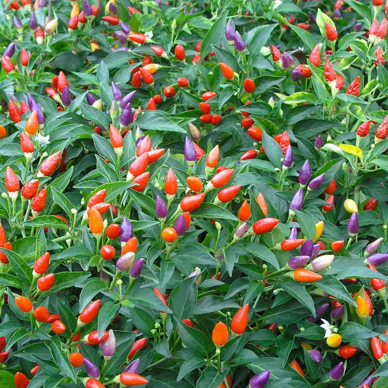 Bell Pepper Seeds - Santa Fe Grande