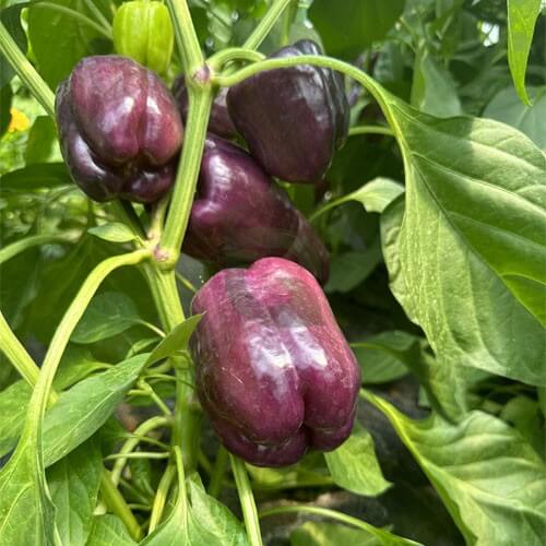 Bell Pepper Seeds – Purple