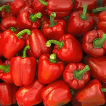 Bell Pepper Seeds – Red