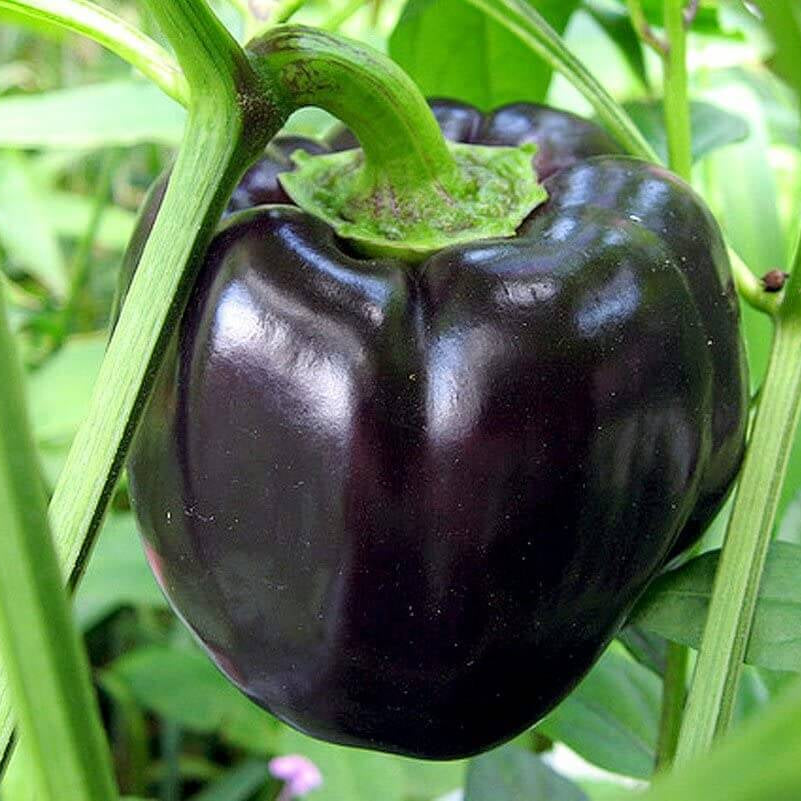 Bell Pepper Seeds – Black