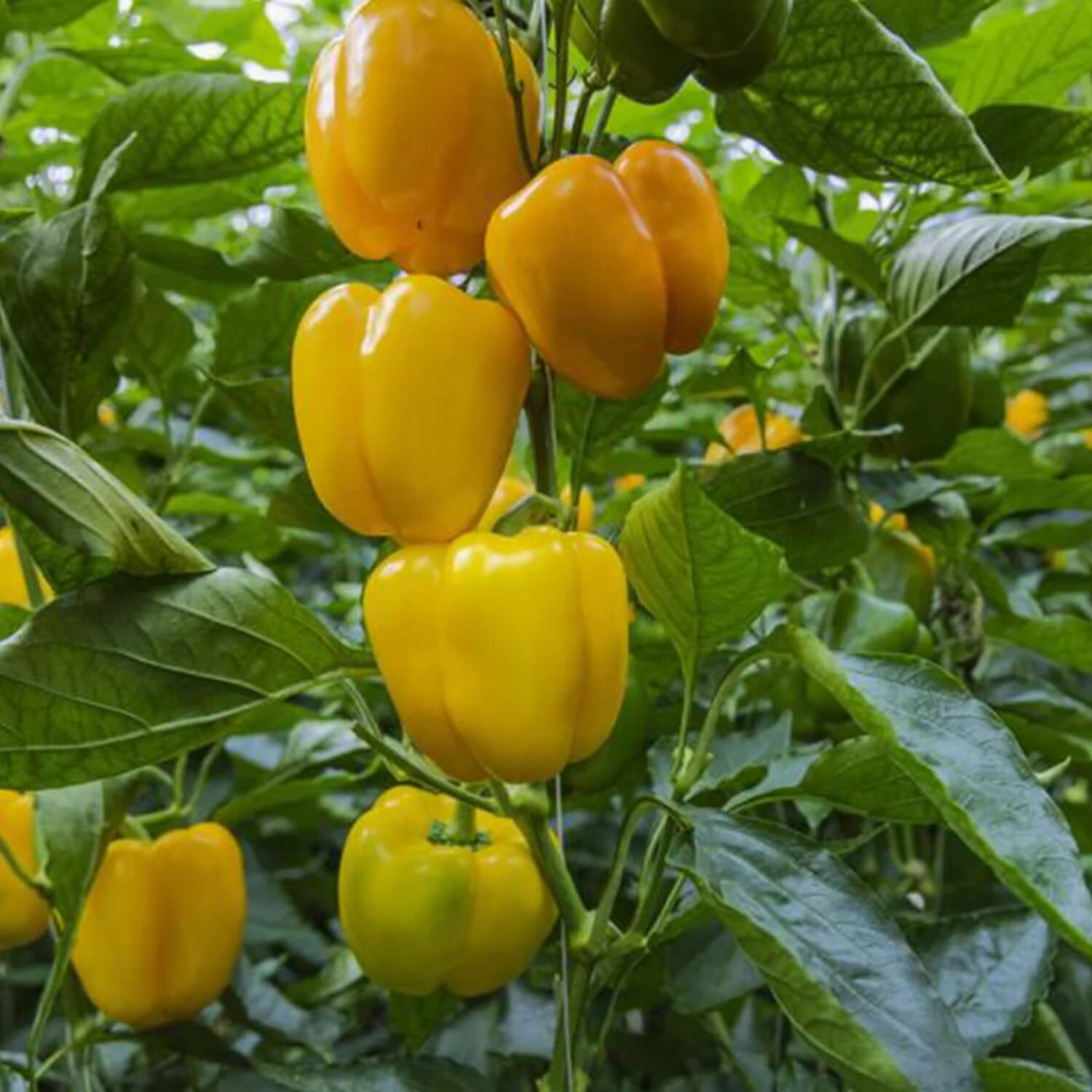 Bell Pepper Seeds – Light Yellow