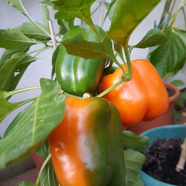 Bell Pepper Seeds – Orange