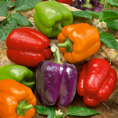 Bell Pepper Seeds – Rainbow