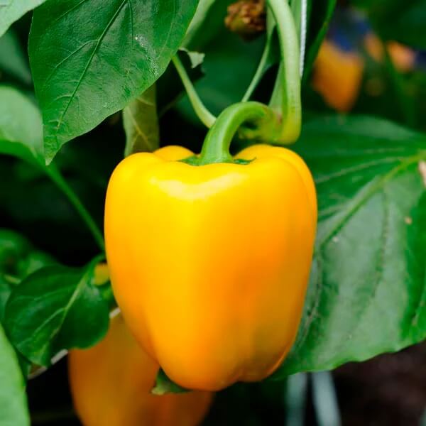 Bell Pepper Seeds – Yellow