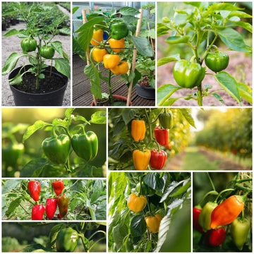 Bell Pepper Seeds - All In One For Home Gardens