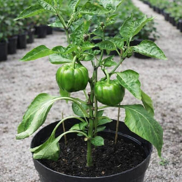 Bell Pepper Seeds - All In One For Home Gardens