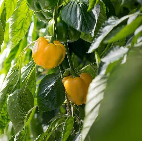 Bell Pepper Seeds - All In One For Home Gardens