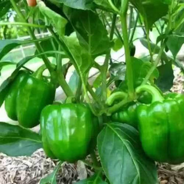 Bell Pepper Seeds - California 