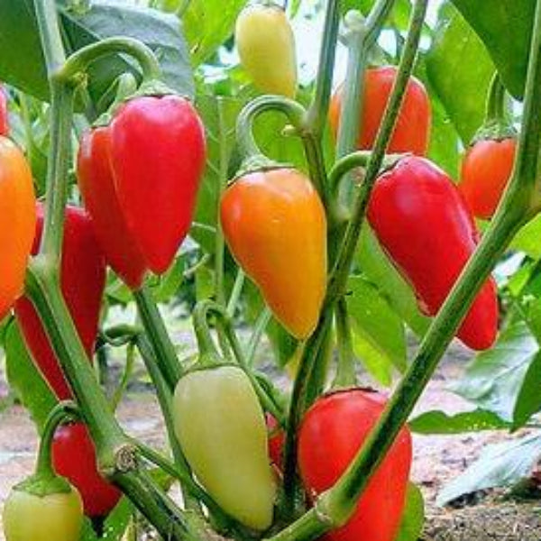 Bell Pepper Seeds - Santa Fe Grande