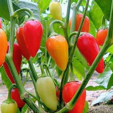 Bell Pepper Seeds - Santa Fe Grande