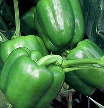 Bell Pepper Seeds
