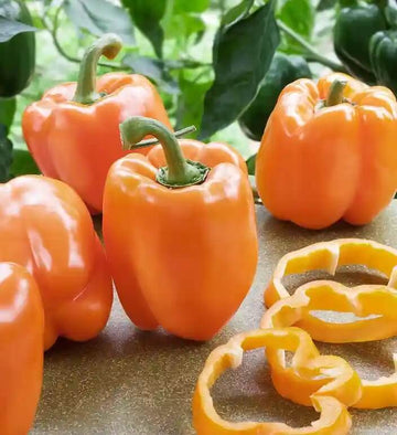 Bell Pepper Seeds – Orange