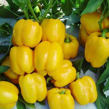 Bell Pepper Seeds – Light Yellow