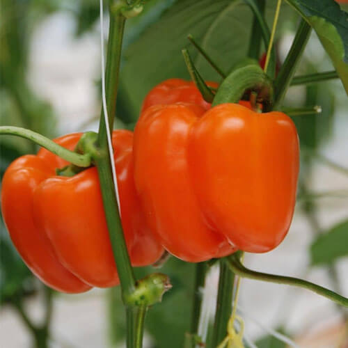 Bell Pepper Seeds – Orange
