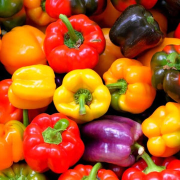 Bell Pepper Seeds – Rainbow