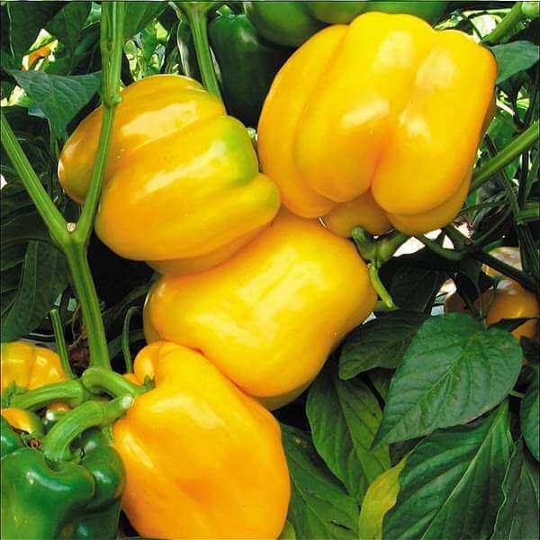 Bell Pepper Seeds – Yellow