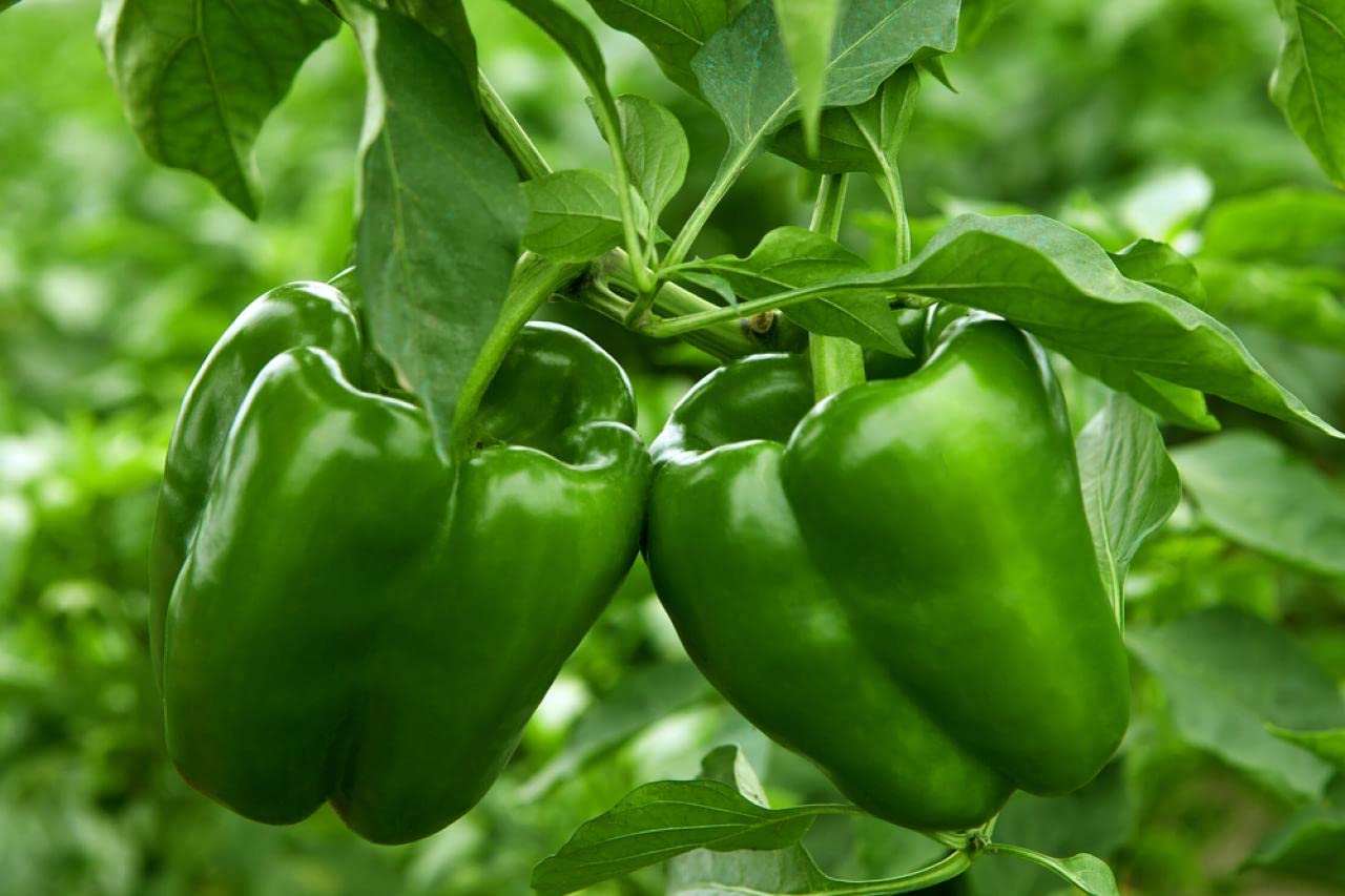 Bell Pepper Seeds – Standard
