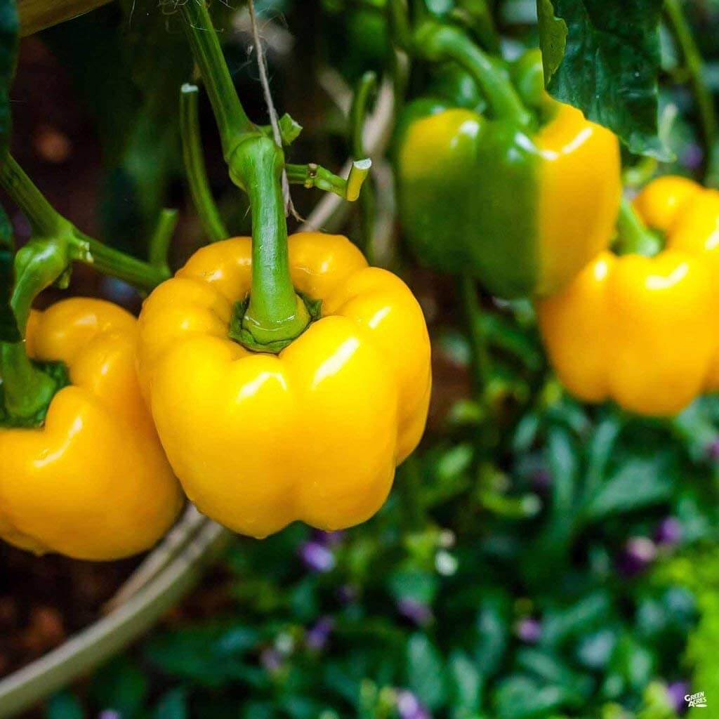Bell Pepper Seeds – Yellow