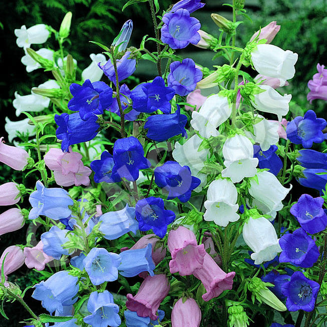 Bellflower Seeds – Field Canterbury