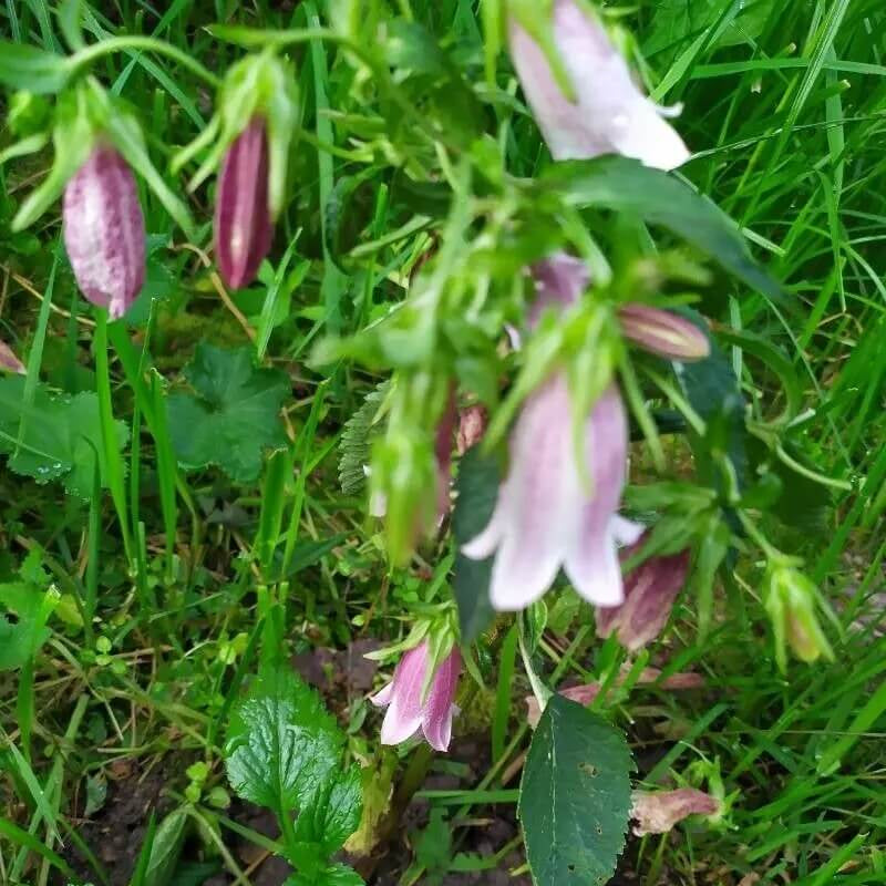 Bellflower Seeds – Lavender Campanula Punctata Variety

