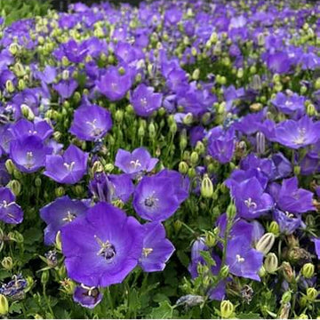 Bellflower Seeds – Campanula Carpatica