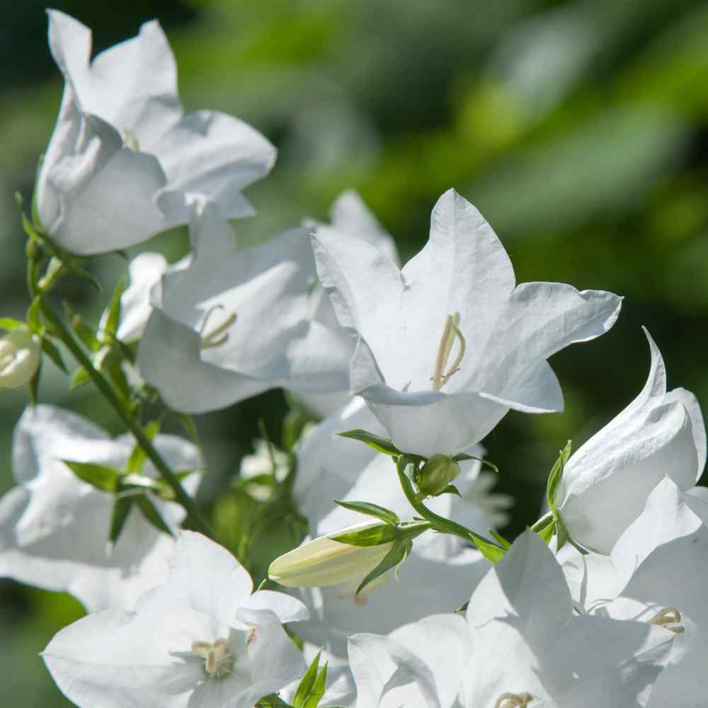 Bellflower Seeds – Peach-Leaved
