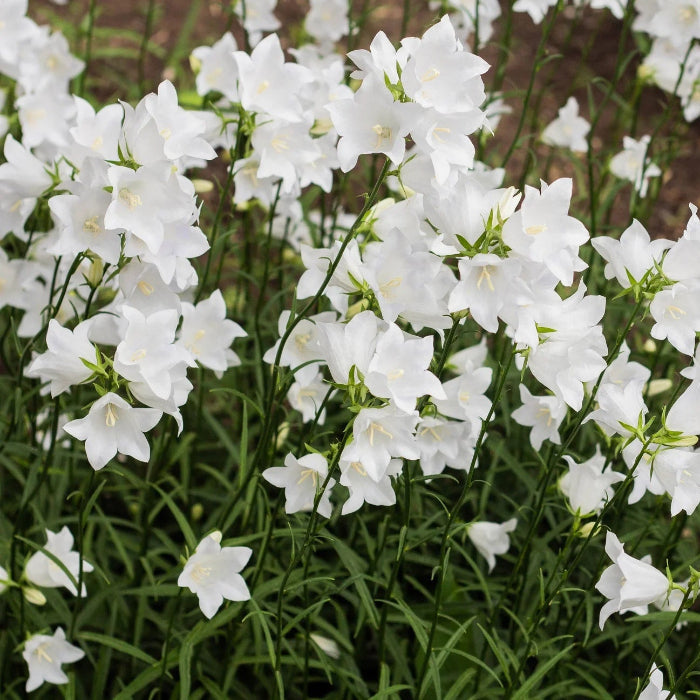 Bellflower Seeds – Peach-Leaved
