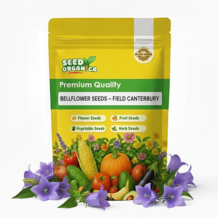 Bellflower Seeds – Field Canterbury