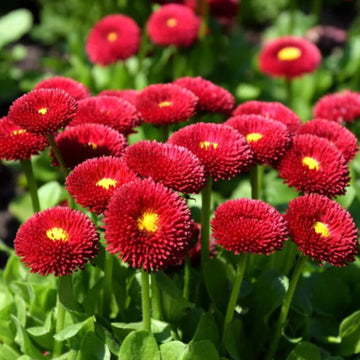 Bellis Perennis Seeds – Galaxy Rose
