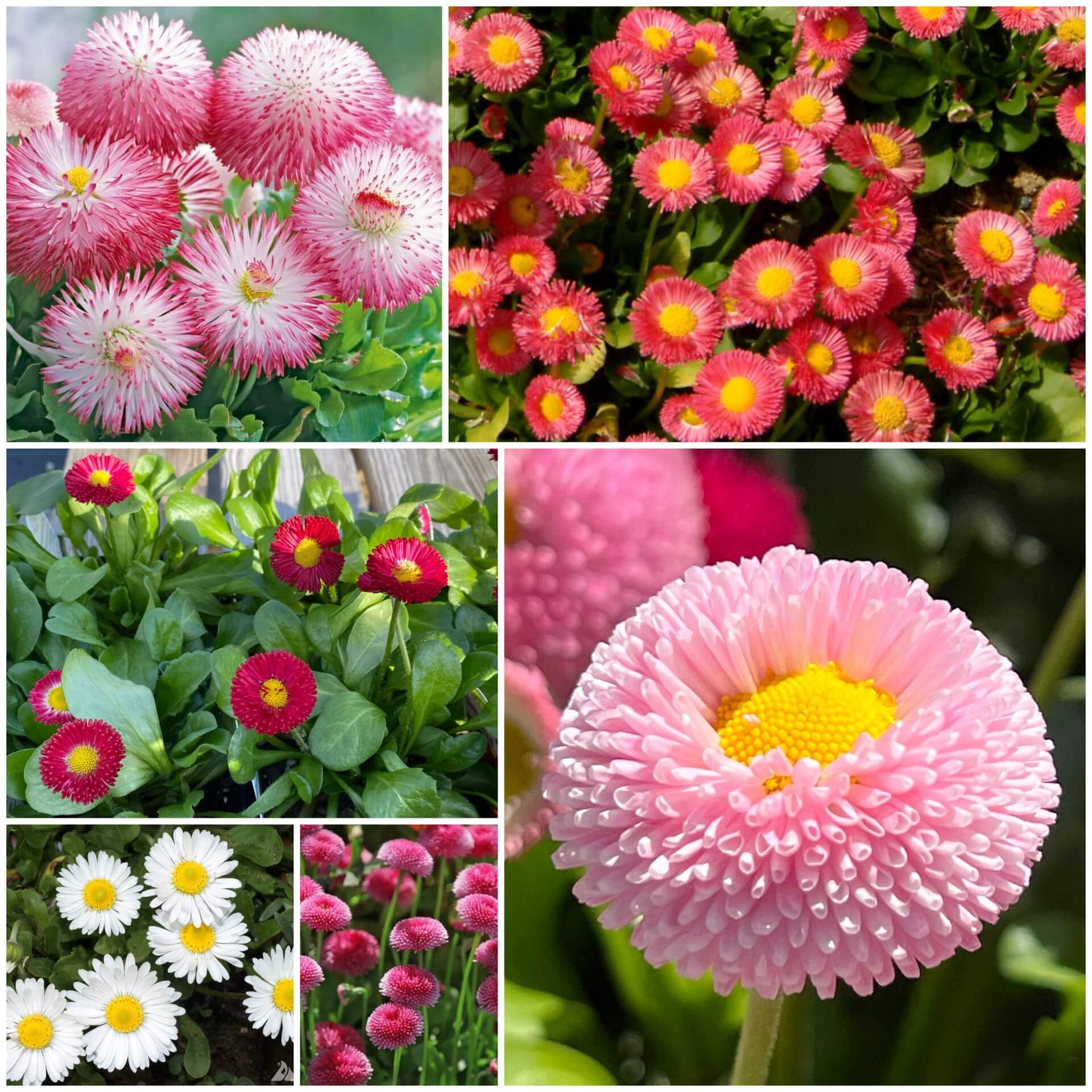 Bellis Perennis Seeds - All In One For Home Gardens