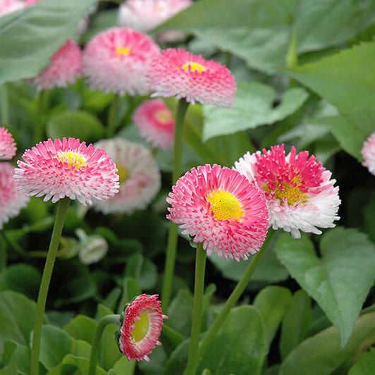 Bellis Perennis Seeds - All In One For Home Gardens