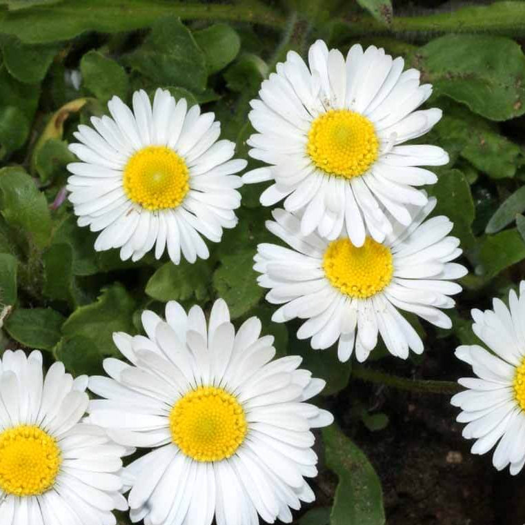 Bellis Perennis Seeds - All In One For Home Gardens
