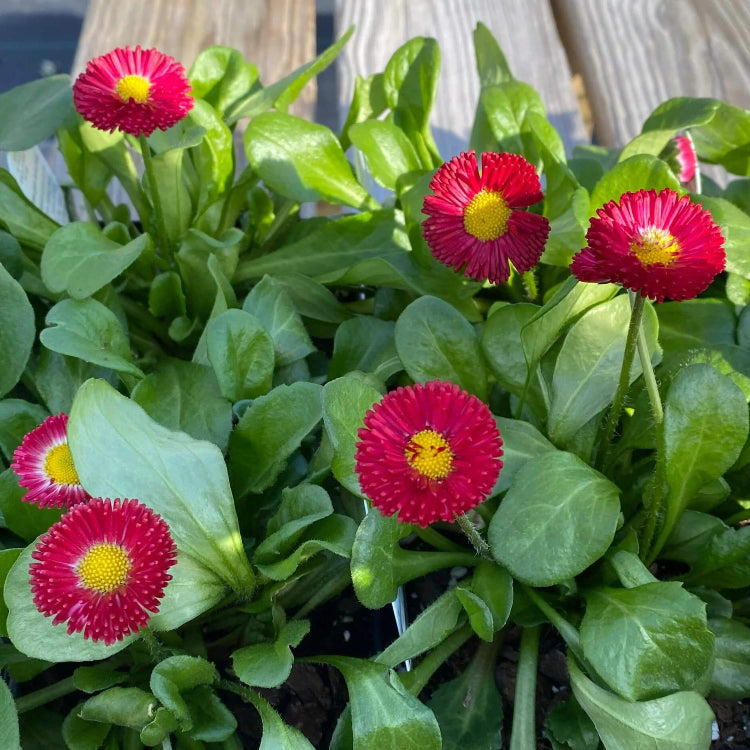 Bellis Perennis Seeds - All In One For Home Gardens