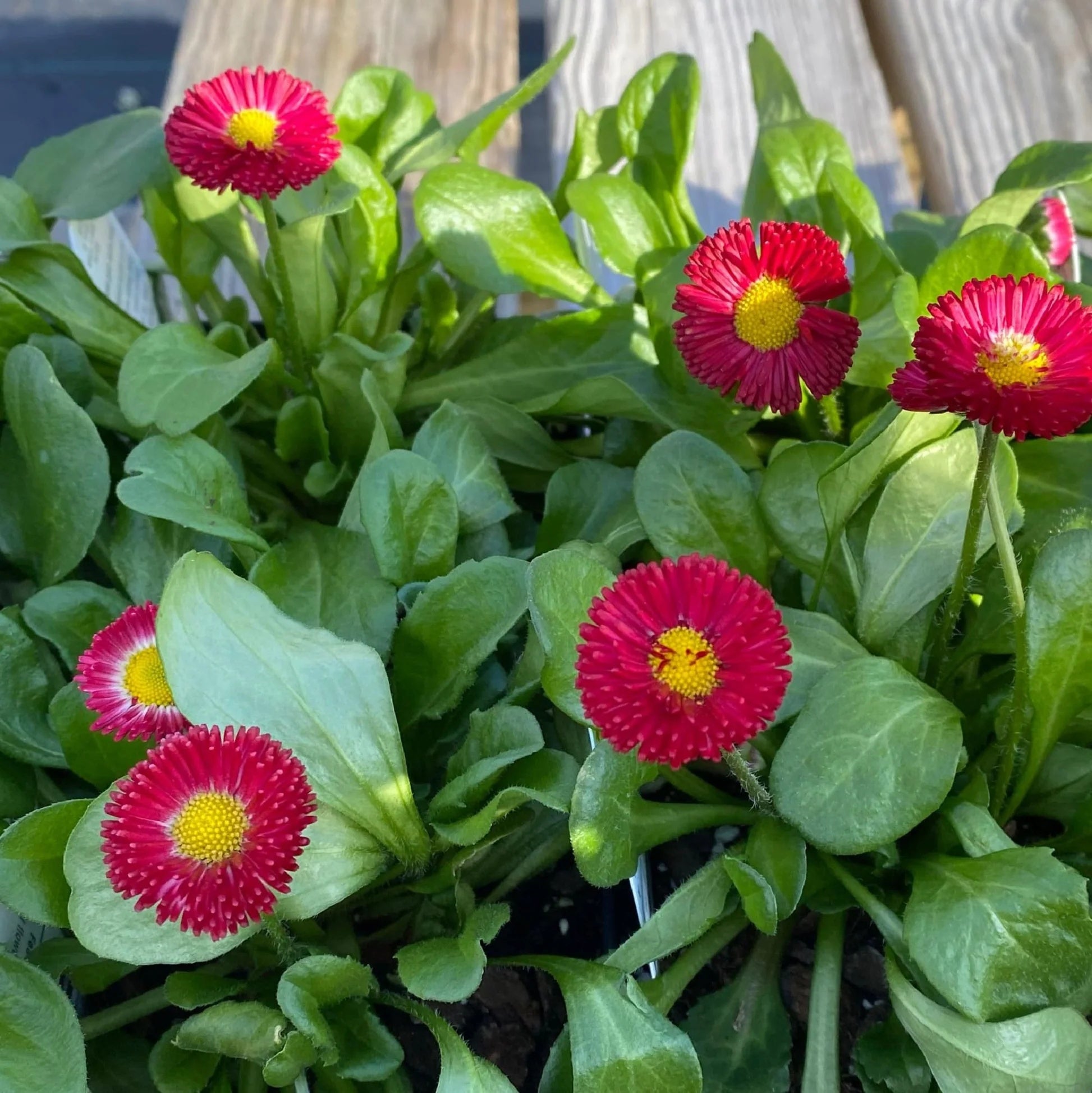 Bellis Perennis Seeds – Galaxy Rose
