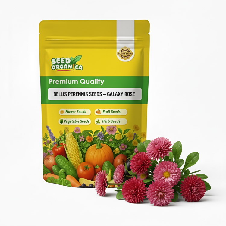 Bellis Perennis Seeds – Galaxy Rose
