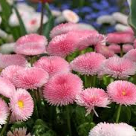 Bellis Seeds – Pink White – Wildflower
