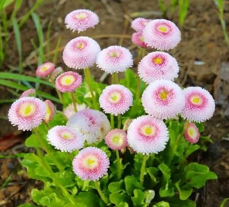 Bellis Seeds – Pink White – Wildflower