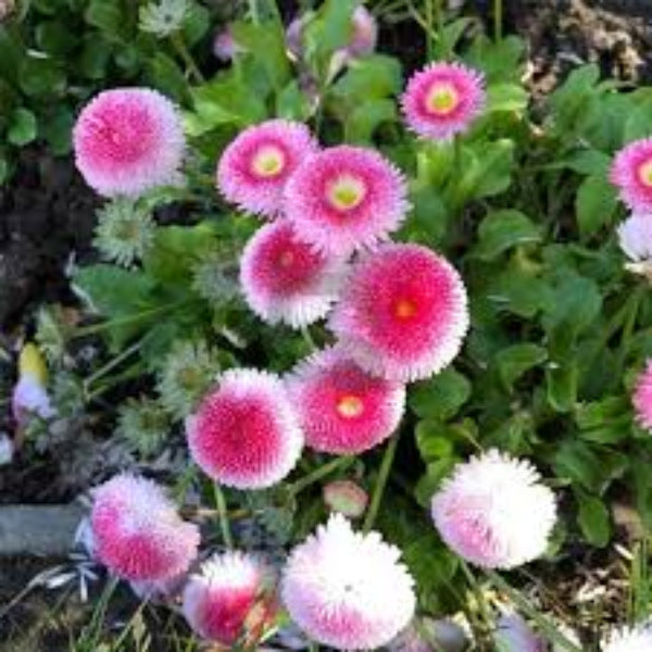 Bellis Seeds – Pink White – Wildflower