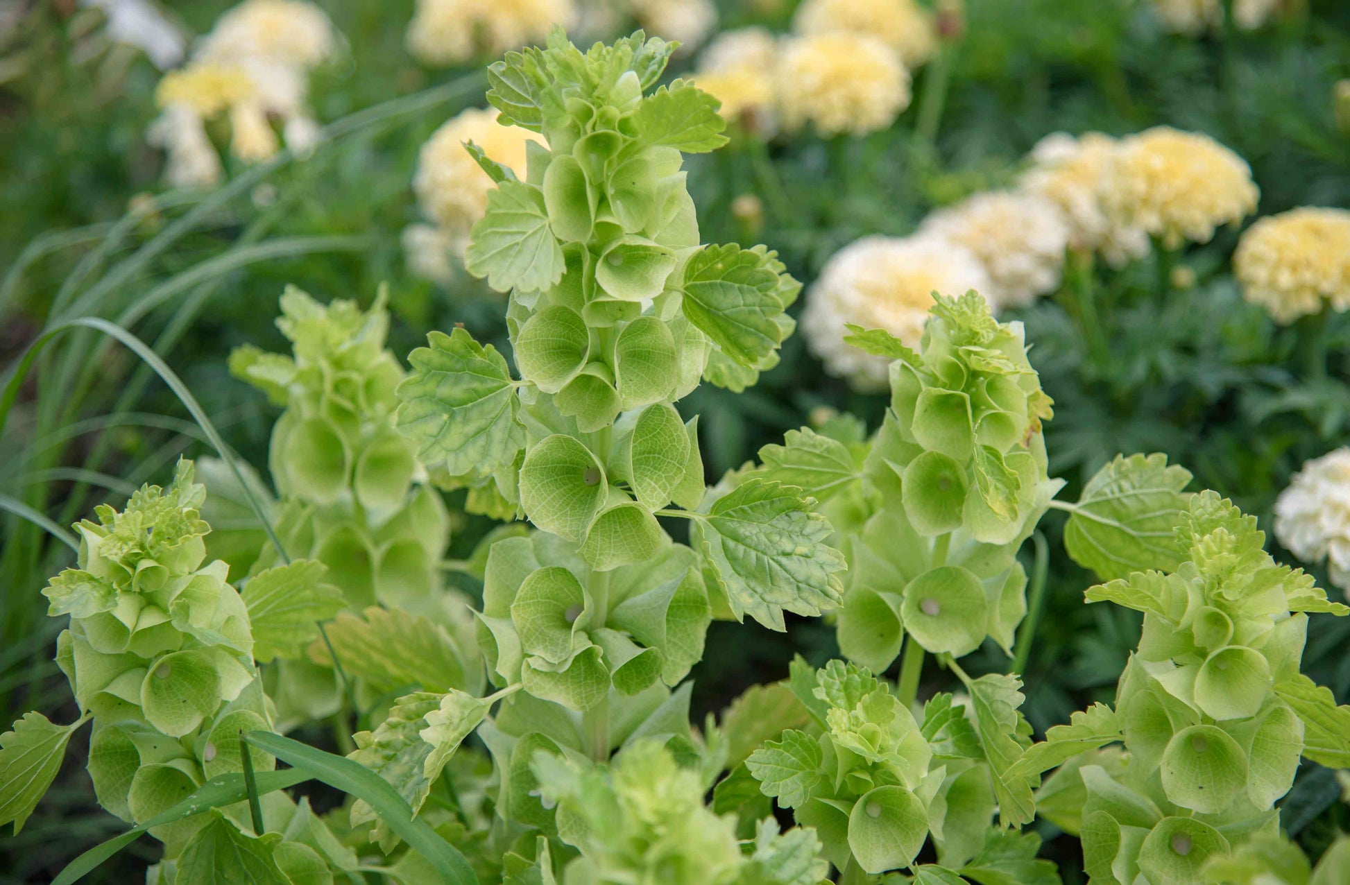 Bells of Ireland Seeds – Unique Green Bloom
